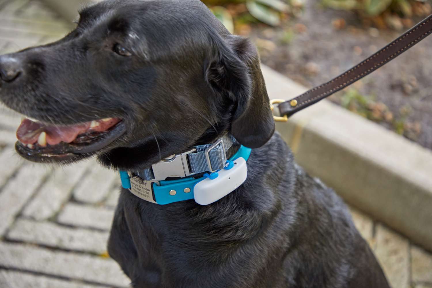 Smart Collar For Dogs
